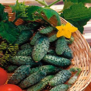 Eh9uvth2k5UTWIqfY06FDPytX6uANYgk300_300-1