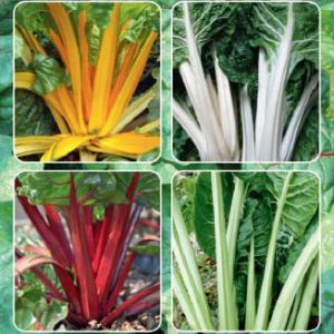 ElTy6Qprgll7hrZnbWk49EQIkMFvLYiX300_300-1