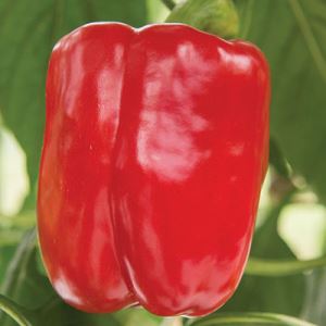 EmJXDQHRCk9ttkIckrbqhhESbTzoHXA9300_300-1