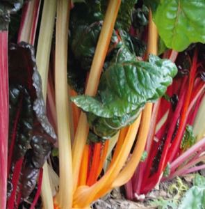 EnhfCD1wQsGh1bwod5lVHwhTiLkTXsDs300_300-1