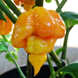 Eo7GOvrKFIcfekrnuUinkpMgPCKGSGxL300_300-1