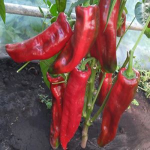 ExkR3gajExyq6gY3esLNZz5L7mJgwoo6300_300-1