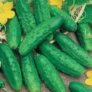 EyX2BB9bMK9JJe2ZOw2dwjQ2mJ5xyL5f300_300-1