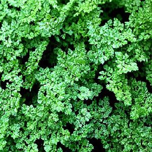 EzUMp3441Cr32hD5eGH1i1tHKdptg91D300_300-1