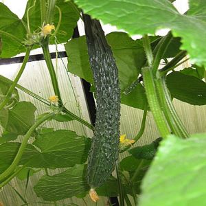 F5dVGeV7b386NkeowtztNE4MUKVyCrfQ300_300-1