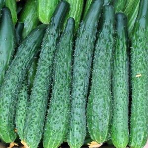 F9IPTwMtUIOE7vdIu8T1HVuVQAivjOfL300_300-1