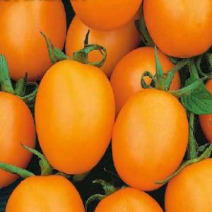 FhVrlB7SIAdlytpH0Gr1pR3rF78ZhDdl300_300-1