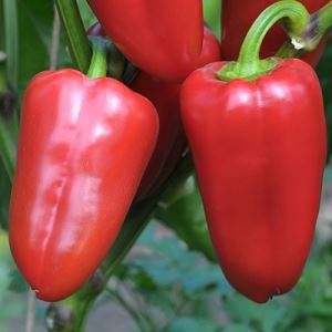 Fmu1MsJmlRLw29BVST9zRC9rY4nPjBjq300_300-1