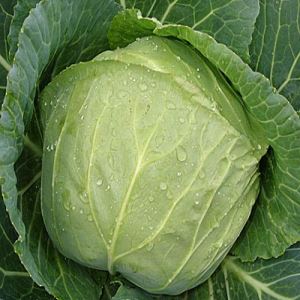 G1vPqOLKYa1NuhAk1txSyWVR9o8D3ha6300_300-1