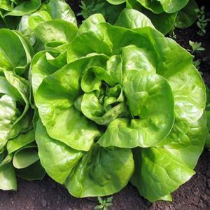 GadBC0ciOztyfxJ7hEwmYHZy0eNKz3vg300_300-1