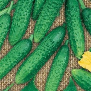 Gev0EQCaVsUbJm3jK2zdVVGmGNxJhpeq300_300-1