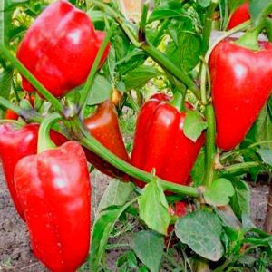 Gh1tq9AGWf4SJhNje3kD5YghEvKDenI8300_300-1