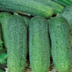 Огурец Аллегри F1 (8 шт.) (Лучшая цена)