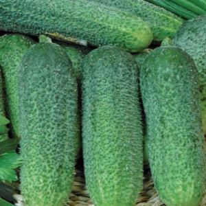 GkVLTXEemkeqGO5D4JukNb5aVhRulztM300_300-1