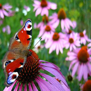 Gt1GVS6CFEBCza8dqQoaaAWiKnPOxsBa300_300-1