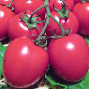 GwX0CWMvnMj9up4Ku0nLoQKo3r1I4t9f300_300-1