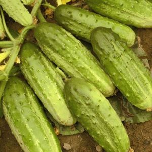 HMUL32R4j3WGiNGxZ46Ael7OiN0feUwV300_300-1