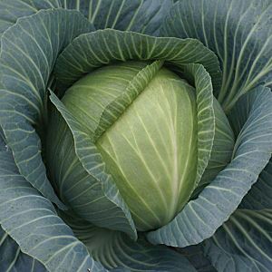 HZAm2dFKYg3TnGQONoSqifhX0NZ6BY4w300_300-1