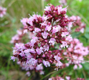 Hr6MLLdSZWgMmyRduTnicpEY511LEleX