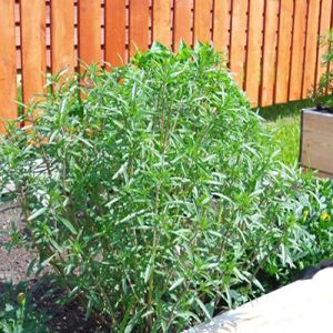 I6v0cACWI7khMXbVUhaLDY4HCbYcHccH300_300-1