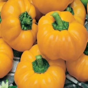 IYsERWOtsJIXIRPJYvaBVNRXCecUOXEF300_300-1