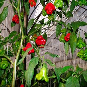 IdycPmbmim040zDkFoWEuNDrUP1qkpAX300_300-1