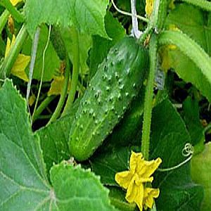 Ig6mkQB7EksVMUSeNciQS4t2Lqr4dD3M300_300-1