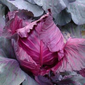 Iqwcr3rRF0fMas750EctcqdjqQmWSaPk300_300-1