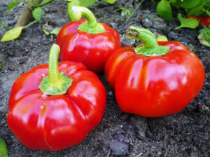 IrLzB6u1KKSNOgUpshfDd7N4bDGczcO8