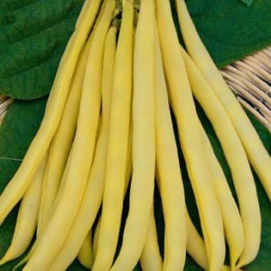 JVkzn0kBp29xyklwlPyZFs9Oxzd2o2Wd300_300-1