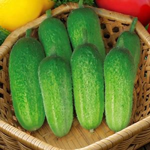 JYZb9k2oCrkRvbvTL1wuvu0LsMduvHjd300_300-1