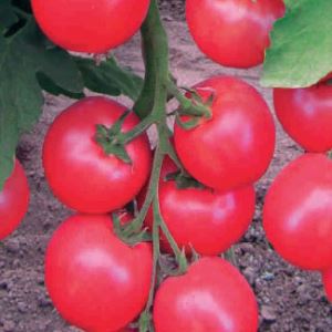 JaKuUp3wMO1gghB4NfImHDhbi3gno2jy300_300-1