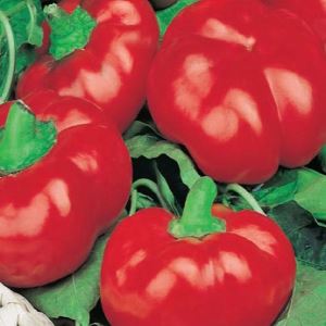 KD3xn9YrTkViIACdgjKt8JqCureA7GQ7300_300-1