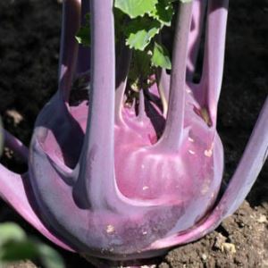 KfN4HtsKxlnZYCFZbd3w2I0NFMUWimDt300_300-1