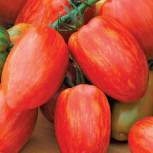 LFXoijXl6jwWCmutWS0CQzYuSnVHc5FM300_300-1