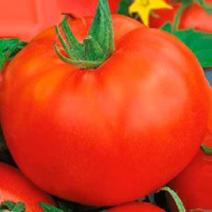 LH3Kceqk5Rni278KWQZMCcr3EVSIAs8h300_300-1