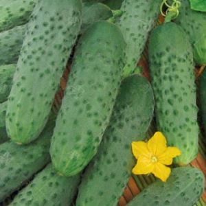 LOvxXmrl1RmCqC68JcW2xcDZfH908X9U300_300-1