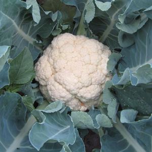 LbSF3tVGf7SFXxj1FALclVhvTDxRbkO4300_300-1