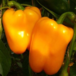 Le790OIIIYWf1LdzmjiCeQIeiHaQAsyM300_300-1