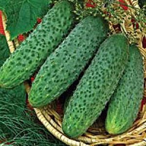 M1oAJpAXxhgH5GhtSaztxdjUKD2i7uXp300_300-1