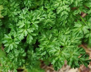 M2RdUdq4BpJGlJiv4zxOzftNTLrVr21a300_300-1