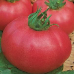 M95LXJaqJ6W8M8yXKPvU9DAdjWHML2jP300_300-1