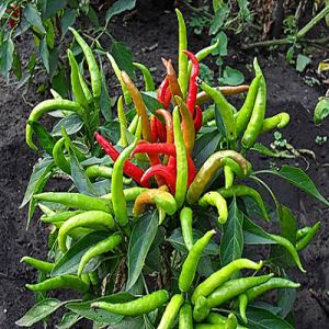 MAH6EkVanOBXy9G8PGNctFRjJXLT1gSg300_300-1