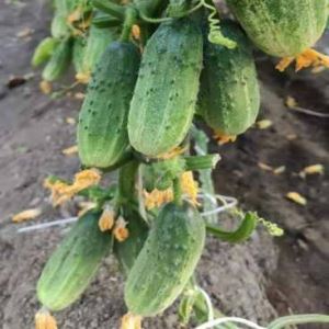 MQDfR2brpvZXdZEjbM0Wb4DR4gs8TSYX300_300-1