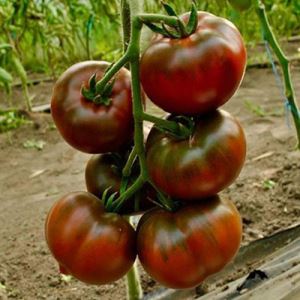 MZYZVNqFsWGIVW5y5TQZMM6F8mIASeva300_300-1