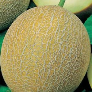 MlwnhfbcFaeIhnJ9JiATiwWm0uXHuxfX300_300-1