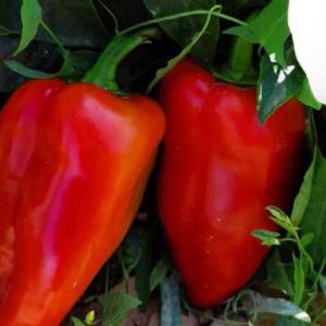 MnLiArxvzUyEQQioenIZSORahEXOTcko300_300-1