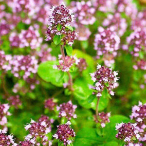 MtS63H0COBXoJsm4PDhIN8m8rY7Freuj