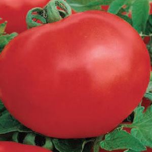 NSPughE7ZC3I54GO7ZlZdi8xDuzn1FMR300_300-1