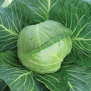 NZd4AVQdxxAFLXwMQmVHbUaaKvUCOO6h300_300-1